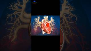 What is the Circulatory System  cardiology [upl. by Missi653]