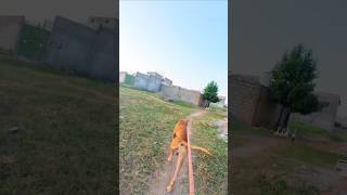 Bully Kutta run wild  Training doglover pakistanibully [upl. by Onstad]