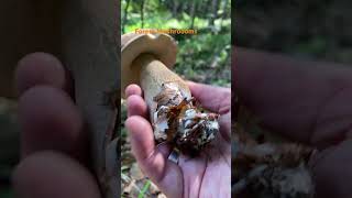 Boletus ReticulatusJuly 2024 asmr asmrmushrooms fungi boletus porchini mushroomhunting [upl. by Aitenev]