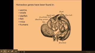 611 Cellular control c The genetic control of the development of body plans [upl. by Anilecram]