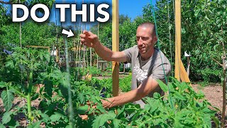 This Clever Technique of Trellising Tomatoes Will Change Your Life [upl. by Encrata]