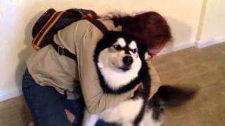 Alaskan Malamute quotBugsquot happy to see us [upl. by Nawor36]