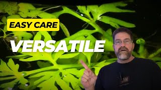 The Best Water Sprite Care Tips for Lush Growth [upl. by Hubey]