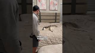 My dog does not agree with the vet dog dogs husky huskies cute video [upl. by Finer488]