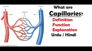 What are capillaries  What is the function of capillaries  Intro to capillaries  Urdu  Hindi [upl. by Eiruam]