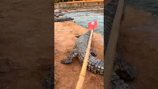 Wild Crocodile Enters Village You Won’t Believe What Happens Nextquot crocodile buaya reptil [upl. by Scarlet]