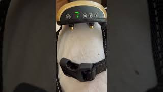 Charging a Dog Bark Collar [upl. by Aldas]