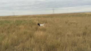 Hunting Sharptail Grouse Montana [upl. by Lerrej202]