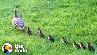 Mama Duck Waits Patiently For Neighbors To Rescue Her Babies  The Dodo [upl. by Winters]