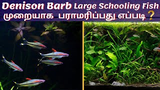 Denison barb care  டெனிசன் பாரப் மீன்  Tamil Rose line Shark  Aquashots  AS [upl. by Dielle]