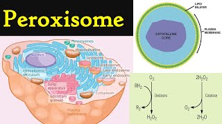 Peroxisome  structure and functions of Peroxisome  Cell organelles peroxisomes [upl. by Lashar]