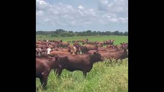 Red Angus Gelbvieh x Braford Cows Heifers Bred to LBW Braford Bulls [upl. by Velleman]