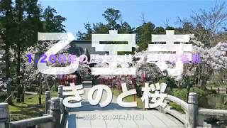 胎内市 天然記念物 乙宝寺 きのと桜 満開 20190423 撮影 [upl. by Castillo]