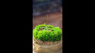 DIY tutorial plant moss and sundrew on a piece of rock terrarium [upl. by Eillas]