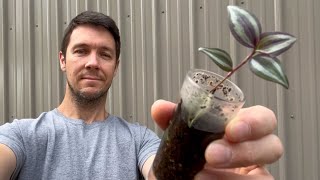 What do I do with My Rooted Cuttings Now  Plant Propagation Tips and Tricks [upl. by Mayberry]