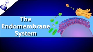 The Endomembrane System [upl. by Conard]