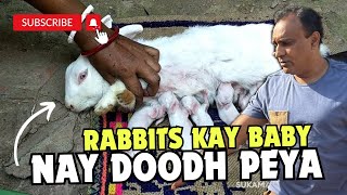 How to feed a newborn rabbit  Rabbit newborn baby feeding [upl. by Regor]