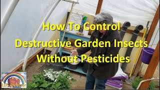 Our Simple Trick To A PestFree Garden 🐜🕷️🦗 [upl. by Ettebab]