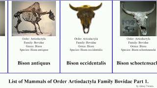 List of Mammals of Order Artiodactyla Family Bovidae Part 1 bos duiker arabian bison buffalo oryx [upl. by Ragas]