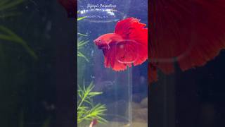 Male betta fish Vs female betta 🙀 shorts breeding fighterfish [upl. by Grefe]