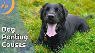 Why is My dog Panting so Much  Top 9 Reasons  Dog Health Vet Advice [upl. by Magda]