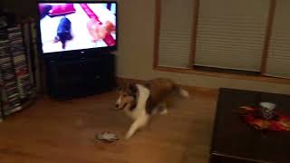 Sheltie barking at dogs on the tv [upl. by Judi109]