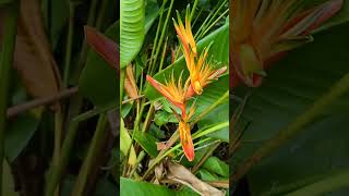 Heliconia psittacorum parrots beak [upl. by Petrina]