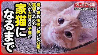 【感動】人に捨てられても人を信じ 人を愛してくれた子猫。本当の家族に出会い幸せになるまで【まとめ】 [upl. by Alda]