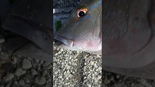 SNAPPER tried to ROCK ME FL Keys Bridge Fishing [upl. by Dez]