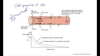 Electrotonic local current [upl. by Ormsby]