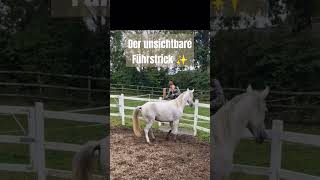 Roundpenarbeit 🥰 horsemanship pferdetrainer pferdetraining westernreiten equestrian schweiz [upl. by Walkling]