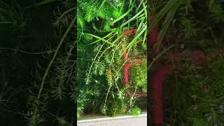 Hydrilla plant plants aquaticplants plantedtanksetupfishtank aquariumaquascapeswordtail fish [upl. by Costanza938]