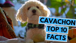 Cavachon  TOP 10 Interesting Facts [upl. by Aggappora801]