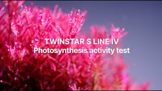 The Twinstar S lines photosynthetic activity test twinstarlight aquascape aquariumlight [upl. by Ahseid99]