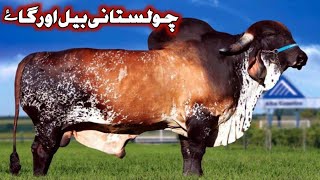 Visit to the Cattle Mandi Layyah Punjab Pakistan  Beautiful Cow and Bull  Laasani Vlog [upl. by Lesab58]