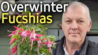 How to Overwinter Fuchsias [upl. by Bohannon]