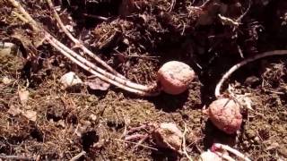 Planting your sprouted potatoes Forgotten potatoes left in cabinet for too long [upl. by Charline523]