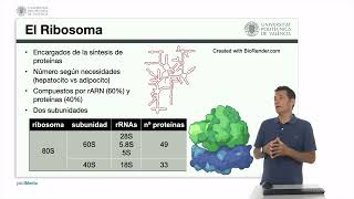 El ribosoma  1160  UPV [upl. by Rizas]