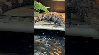 Dwarf caiman alligator peaceful asmr relaxing [upl. by Chantal]