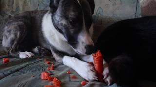 Dogs chewing on carrot stick  Dog eating ASMR [upl. by Rodolphe464]