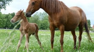 Newborn foal [upl. by Alexandre]