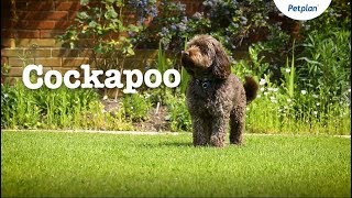 Cockapoo Puppies and Dogs Temperament Lifespan amp more  Petplan [upl. by Byrd912]