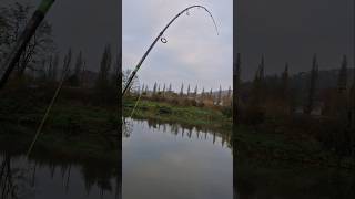 Aspe ou silure les amis 😂😂 fishing pecheur carpfishing carp brochet fish pechecarpe angling [upl. by Twelve42]