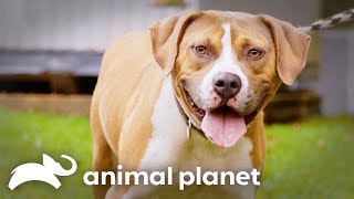 The Pit Bull that Changed a Retired Arena Football Managers Life Forever  Pit Bulls and Parolees [upl. by Sirad]