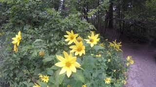 Quechee Gorge State Park VT [upl. by Halliday513]