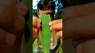 Experiment on tree leaves with pen ink camping bushcraft outdoors survivalbogura experiment [upl. by Leontine]