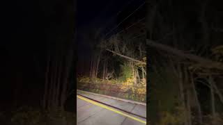 Tree falls onto power lines in Lake Stevens Washington  Bomb Cyclone [upl. by Cassie]