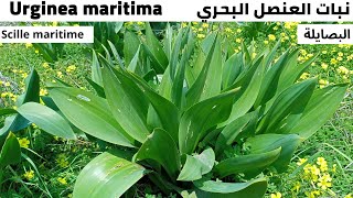 نبات العنصل البحري البصايلة Scille maritime [upl. by Fleda]