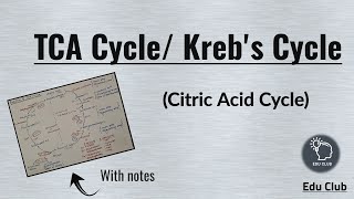 TCA Cycle  Krebs Cycle  Anaplerotic Reactions  Carbohydrate metabolism  Biochemistry [upl. by Fahy]