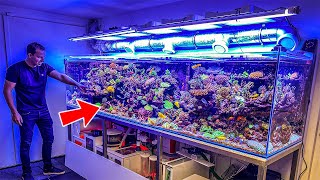 Most Beautiful Private Reef Tanks 400 GALLON [upl. by Conard]